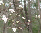 谷川岳に咲く花　タムシバ