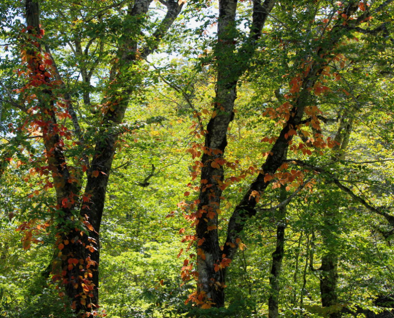 奥利根水源の森紅葉