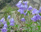 谷川岳に咲く花　ヒメシャジン