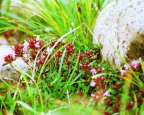 谷川岳に咲く花　イブキジャコウソウ